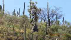 Beaucarnea
