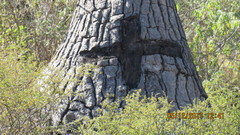 Beaucarnea