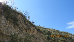 Beaucarnea