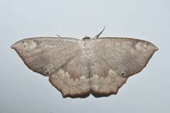 Peratostega deletaria