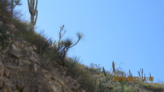 Beaucarnea