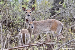 Odocoileus virginianus