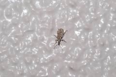 Phyllobius incomptus