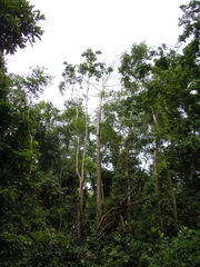 Cavanillesia platanifolia