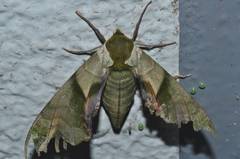 Callambulyx tatarinovii