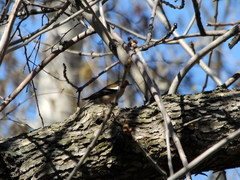 Fringilla coelebs