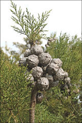 Widdringtonia nodiflora