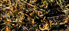 Thesium frisea