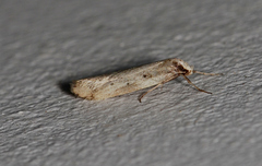 Philobota hydara