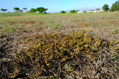 Thesium frisea
