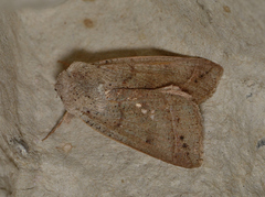 Pantydia canescens