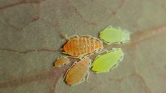 Liosomaphis berberidis