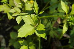 Ranunculus silerifolius