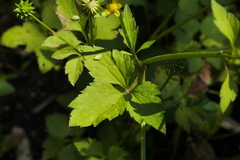 Ranunculus silerifolius