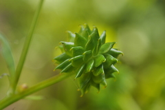 Ranunculus silerifolius