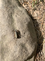 Pomphopoea