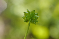 Ranunculus silerifolius
