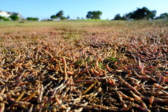 Salicornia capensis