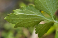 Ranunculus silerifolius