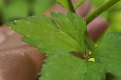 Ranunculus silerifolius
