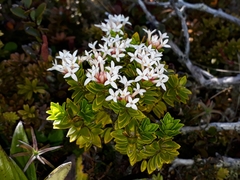 Pimelea buxifolia