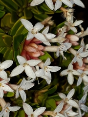Pimelea buxifolia
