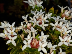 Pimelea buxifolia