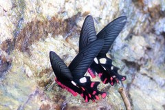 Byasa polyeuctes