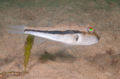 Torquigener squamicauda