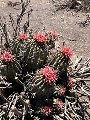 Euphorbia stellispina