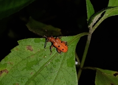 Lema quadripunctata