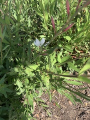 Oenothera