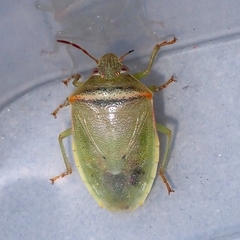 Piezodorus hybneri