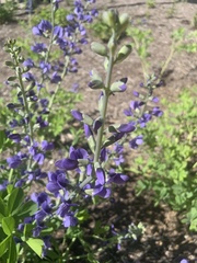 Baptisia australis