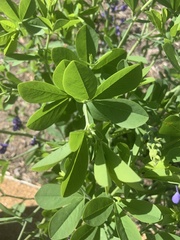 Baptisia australis