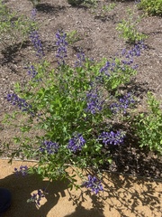 Baptisia australis