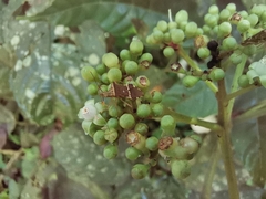 Cletomorpha benita