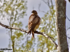 Buteo jamaicensis