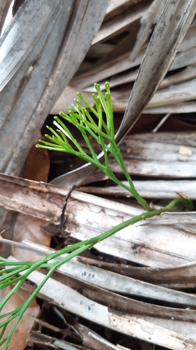 Psilotum nudum image