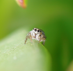 Salticidae