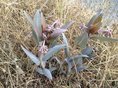 Asclepias glaucescens