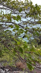 Pyrostria bibracteata