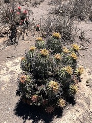 Euphorbia stellispina