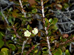 Epacris alpina