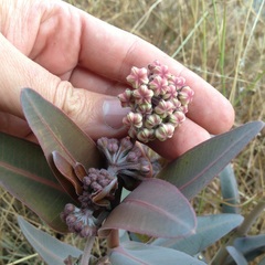 Asclepias glaucescens