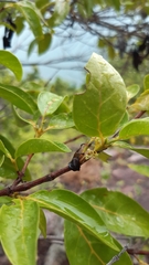 Pyrostria bibracteata