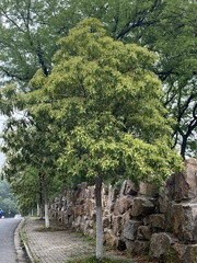 Phoebe chekiangensis