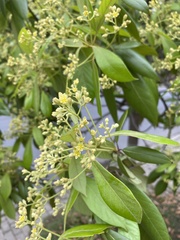 Phoebe chekiangensis