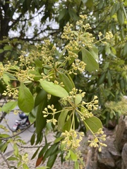 Phoebe chekiangensis