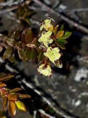 Epacris alpina